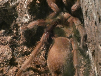 Chilobrachys sp electric blue - De Zonnegloed - Dierenpark - Dieren opvangcentrum - Sanctuary